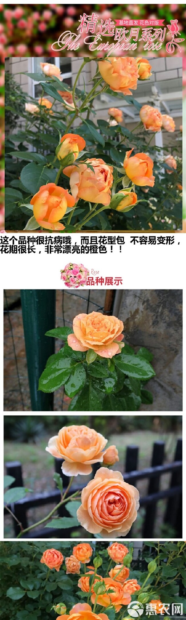  蜂蜜焦糖藤本月季花苗庭院爬藤阳台植物花卉蔷薇四季开花