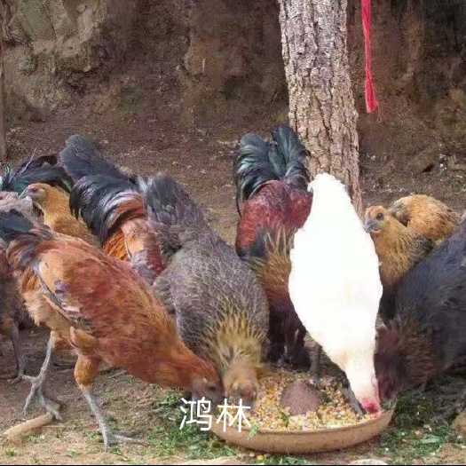 昆明脱温土鸡 武定高脚土鸡，青花土鸡苗，疫苗齐全