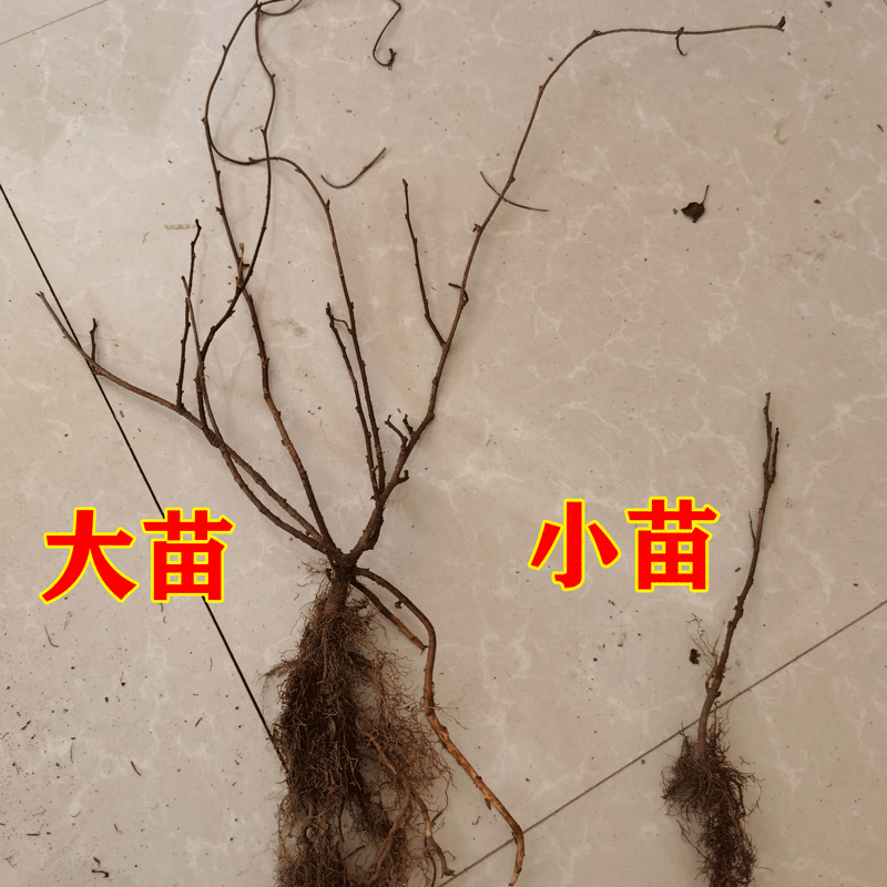五味子苗子名贵中药材苗子五味子苗