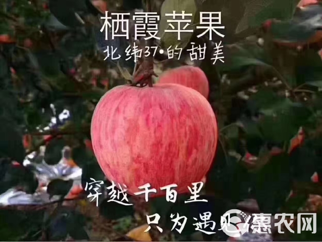  栖霞苹果