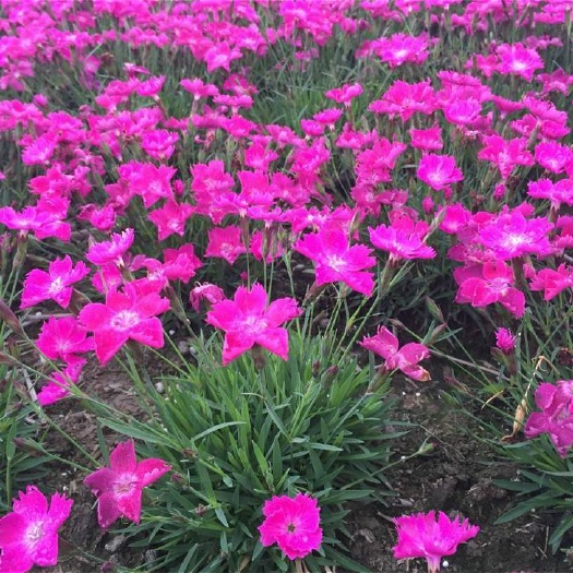 青州市 欧石竹杯苗，欧石竹绿化工程苗，草坪花卉欧石竹基地