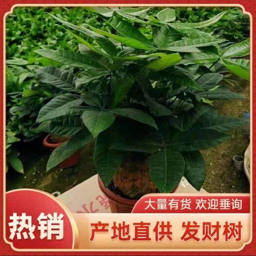 佛山发财树，产地直销，价位公道，欢迎咨询
