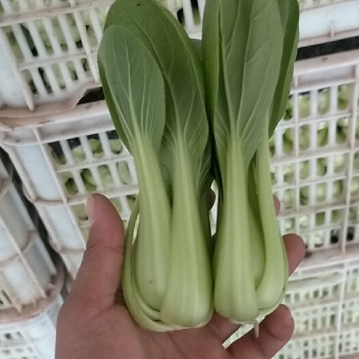 曹县精品小中颗上海青小油菜小白菜