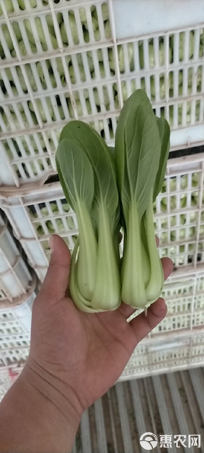 精品小中颗上海青小油菜小白菜