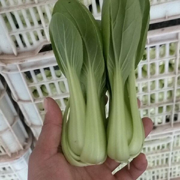 精品小中颗上海青小油菜小白菜