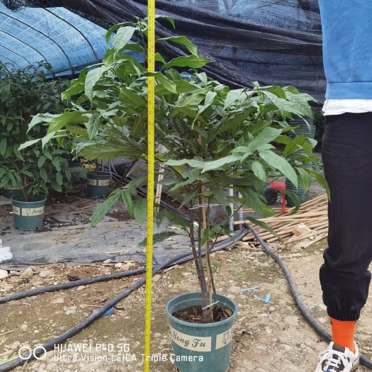 广州重瓣茉莉 垂丝茉莉基地直销精品网红盆栽