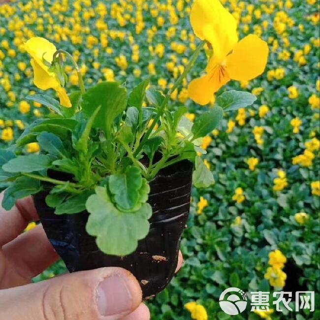  三色堇草花三色堇花卉批冬季花卉品种三色堇供货