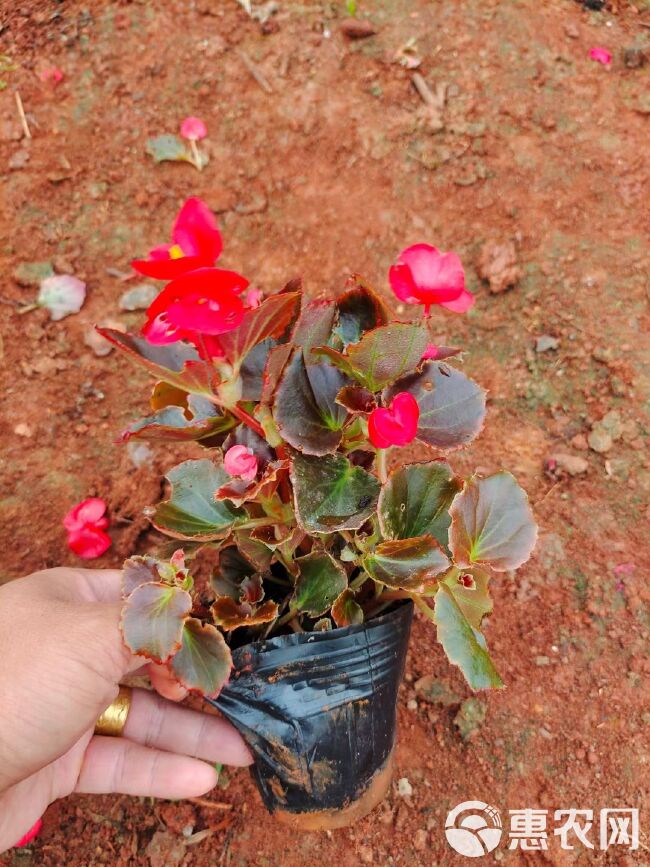 海棠，四季海棠，云南昆明草花种植园一手货源