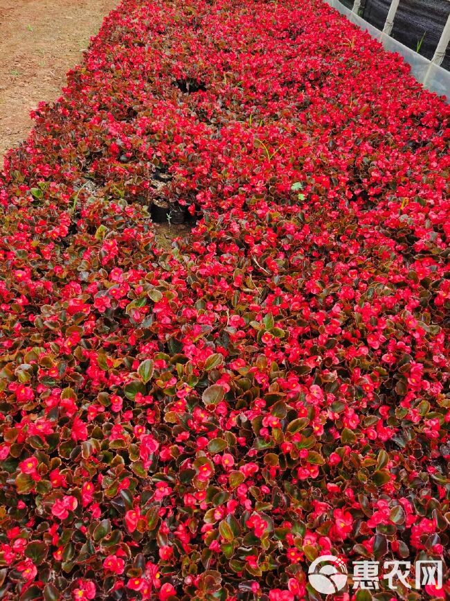 海棠，四季海棠，云南昆明草花种植园一手货源