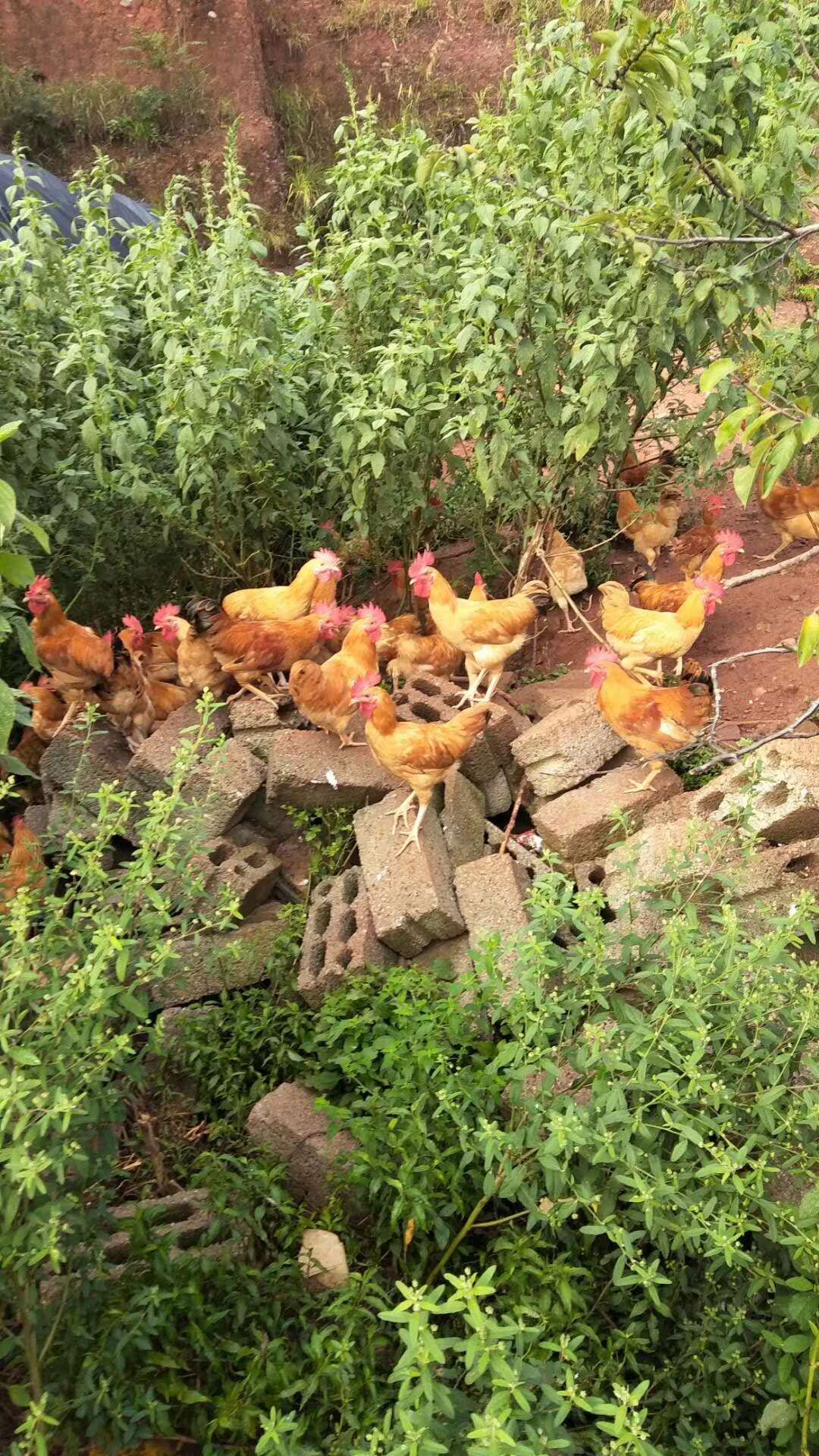 肉鸡苗  厂家直销黄公鸡苗黄花公鸡苗红公鸡苗黄鸡苗小鸡仔活体