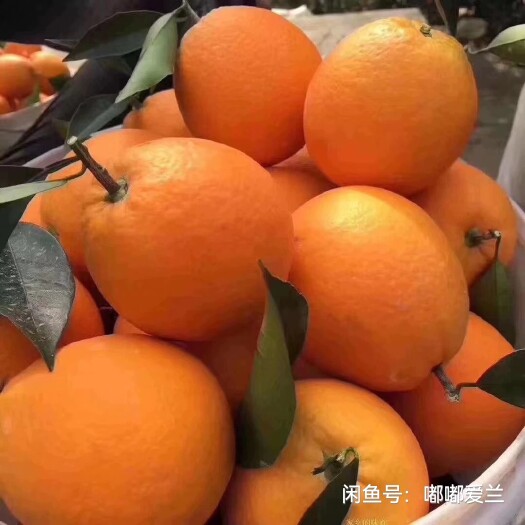 新宁县 新宁脐橙之乡，崀山脐橙，正到采摘季节。可保存半年