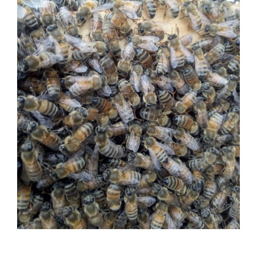 临邑县意大利蜜蜂 意蜂，