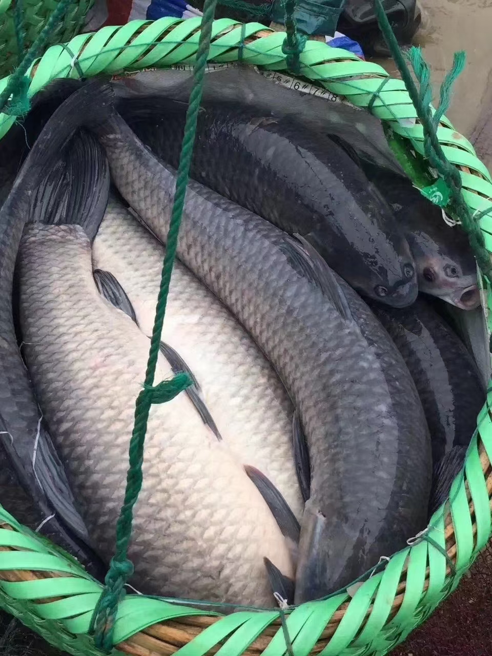 乌青鱼 常年供应10斤到100斤以上巨物大青鱼。