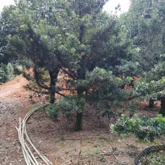 郴州 湖南毛坯罗汉松，广东罗汉松，日本罗汉松，罗汉松造型罗汉松