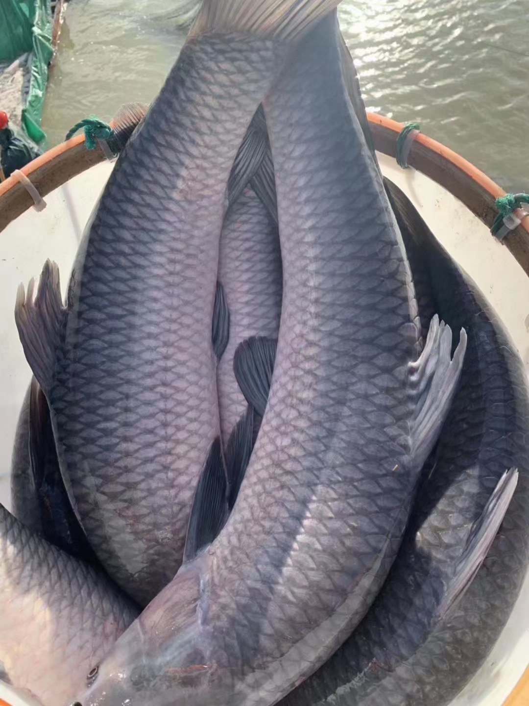 乌青鱼 常年供应10斤到100斤以上巨物大青鱼。