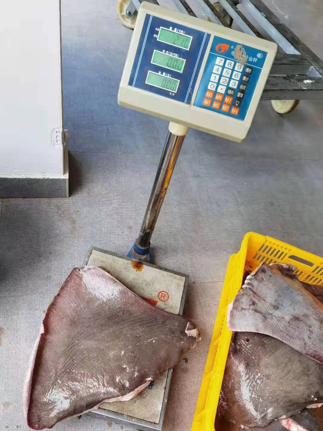 大连 鳐鱼翅，老板鱼翅，鱼翅，国产适合加工晾干，船冻