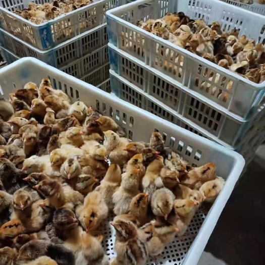 衡阳青脚土鸡苗母苗  小脚土鸡苗  包路损黄羽青脚土鸡固始鸡苗