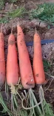 汶上县精品优质胡萝卜