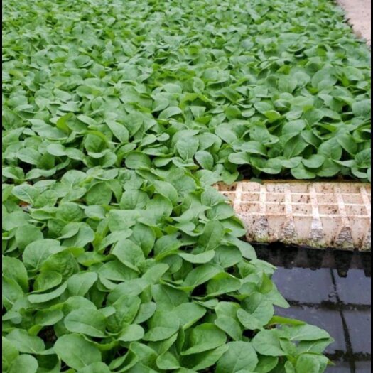 通海县白菜苗。。