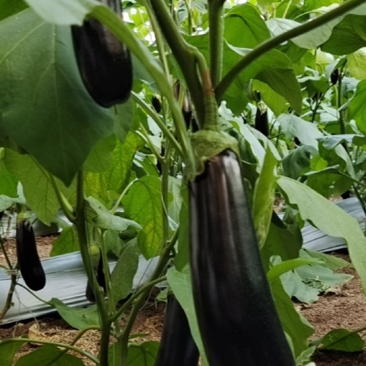 邳州市 自家大棚黑长茄，无籽，精品，烧烤茄，量多可优惠