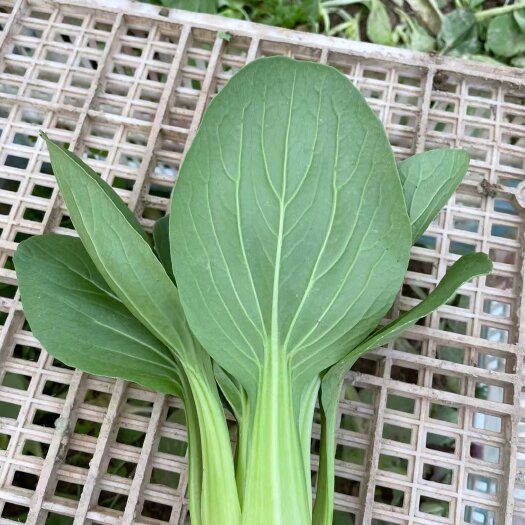 永城市基地大量供应精品上海青，小油菜