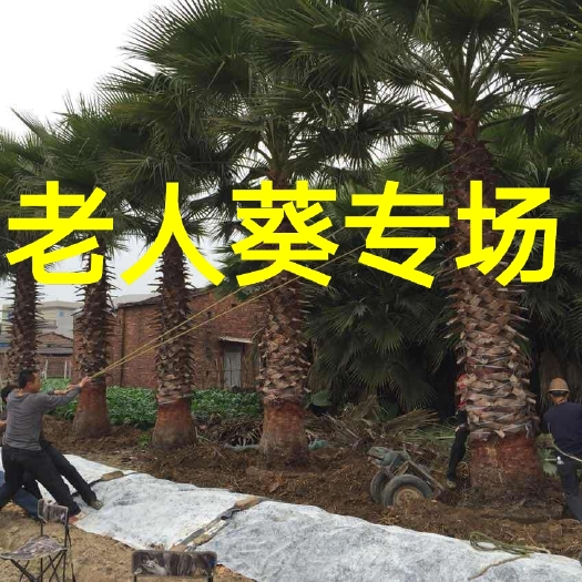 漳州杆高3米 自然高度5米 福建老人葵（华棕 ）批发价格棕榈树