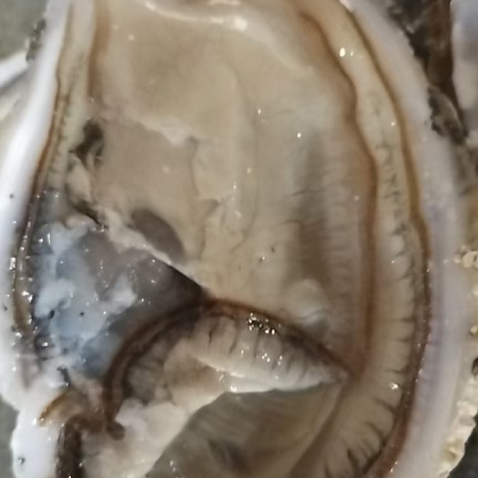 大连三倍体生蚝 好品质不等人哦