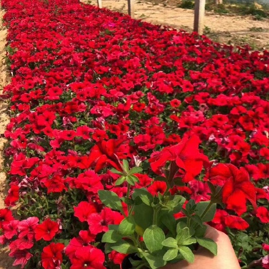 青州市矮牵牛批发，矮牵牛基地，矮牵牛价格，时令草花矮牵牛花卉