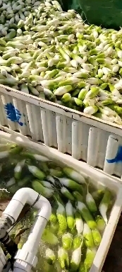 云梦县 青萝卜