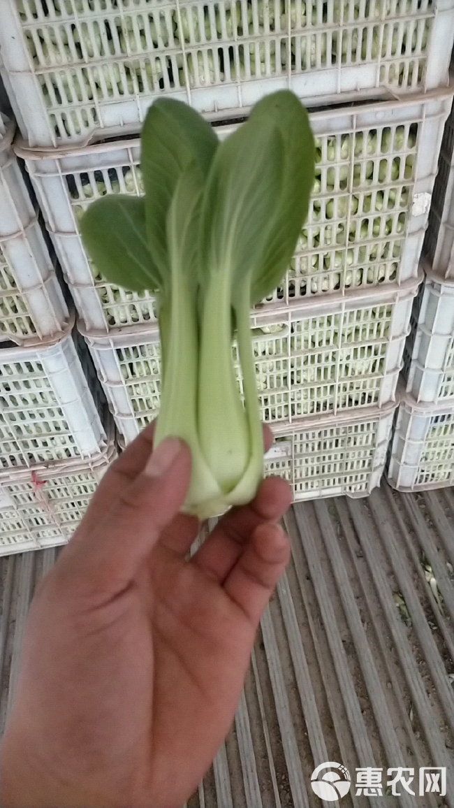 精品小中颗上海青小油菜小白菜