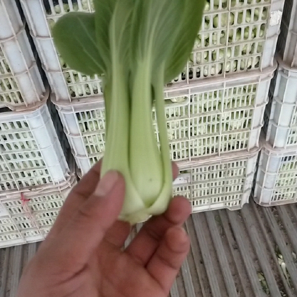 精品小中颗上海青小油菜小白菜