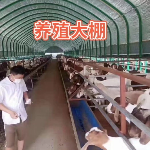 天津养殖大棚 热镀锌 镀锌包塑 防腐工艺 质量好，价格低