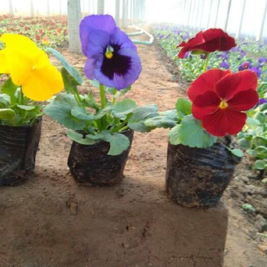 青州市 三色堇草花三色堇花卉批冬季花卉品种三色堇供货