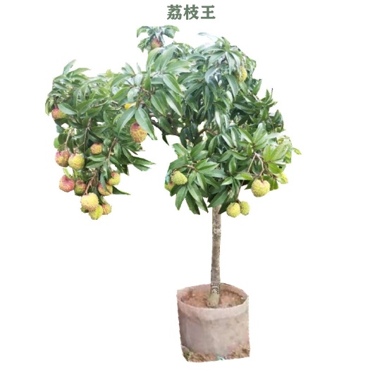 灵山县桂味荔枝苗