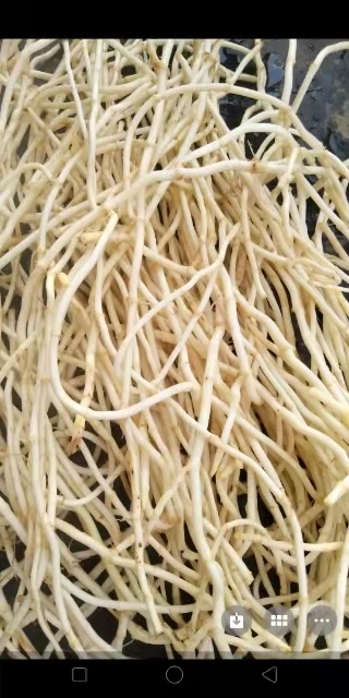 凤凰县 鱼腥草