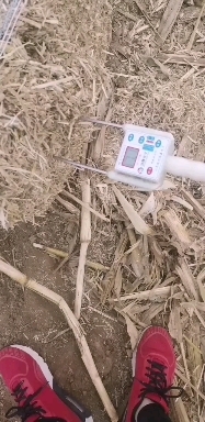 怀来县青贮饲料 玉米秸秆无土无膜柔丝水分二十左右上车价格七百六