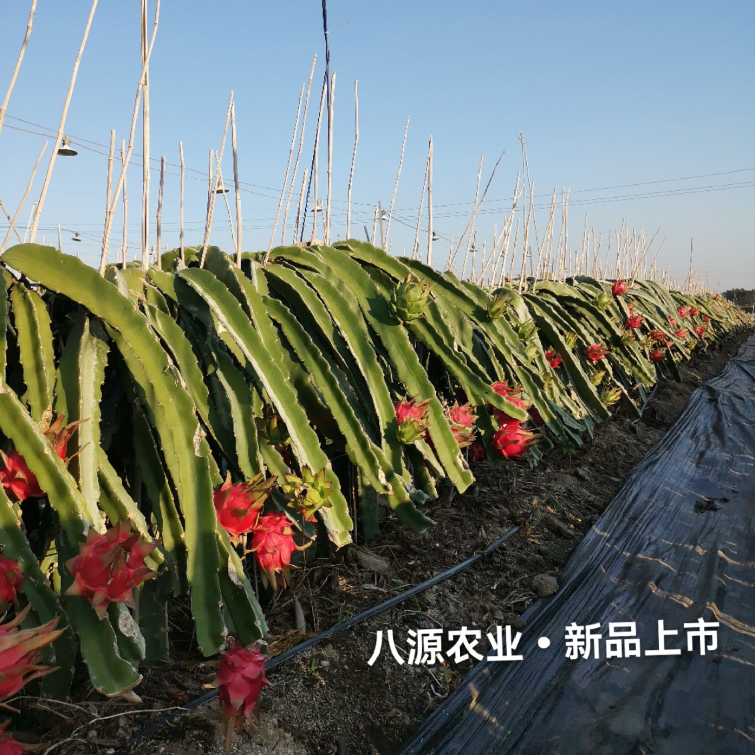 2000畝基地廣西 金都一號(hào)火龍果  實(shí)力代辦 長(zhǎng)期代采業(yè)務(wù)