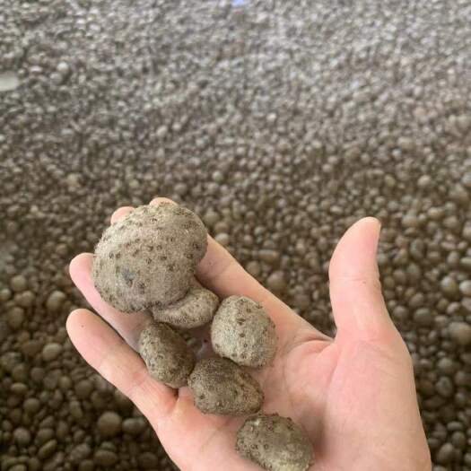 景洪市黄魔芋  珠芽金，弥勒种