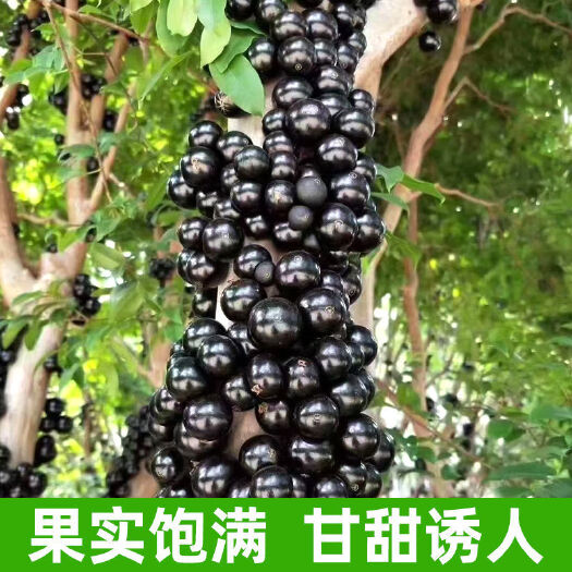 灵山县嘉宝果苗  四季嘉宝果 树葡萄苗南北方都可种植  带泥巴带叶
