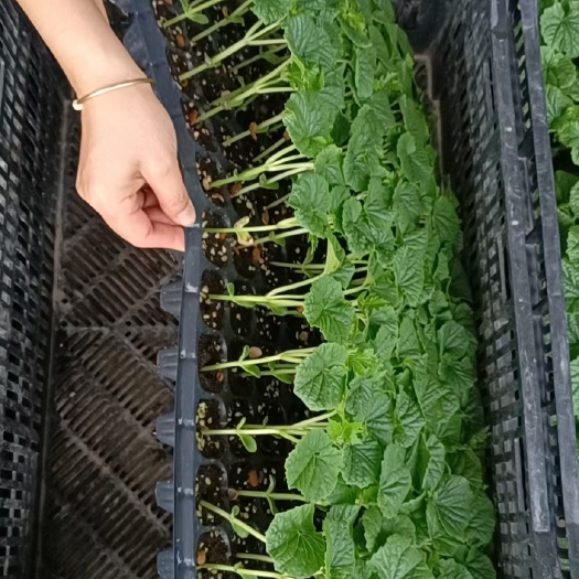 苦瓜苗  耐热假珍珠苦瓜，农历2月开始至8月都可种植