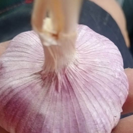 商河县大蒜 商河大青稞大混级蒜