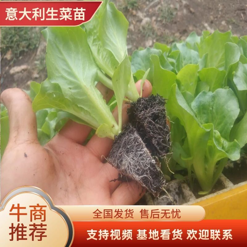 嵩明县云南精品生菜苗，生长快，产量高，易管理，基地直发价格优惠