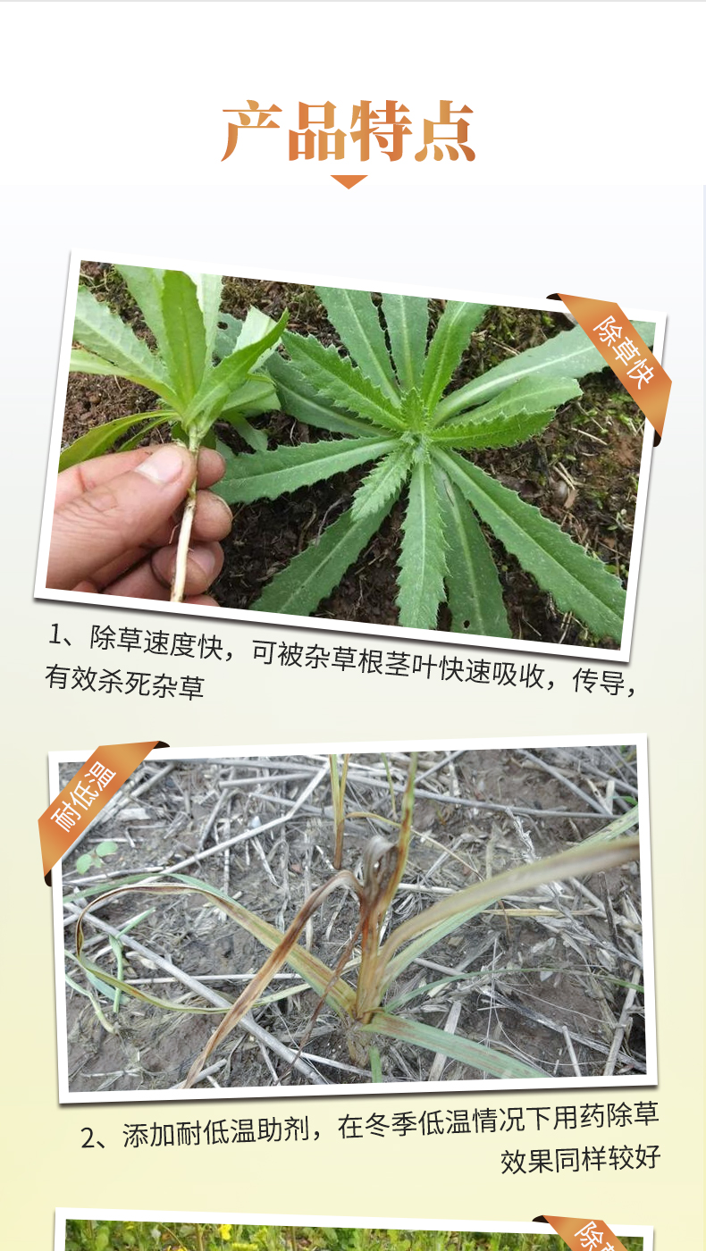 瑞邦油菜苗后专用除草剂烯草酮氨氯吡啶酸二氯吡啶酸甘蓝型