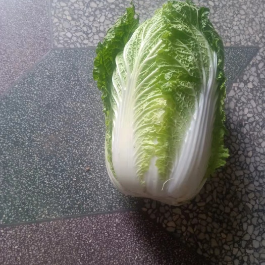 黄心大白菜 大白菜