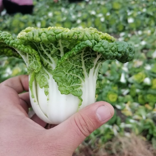 怀远县 精品黄心乌精选优质矮棵菜种