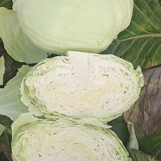 嘉鱼县奥奇娜甘蓝 奥奇娜