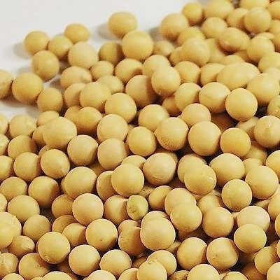 东丰县黄大豆 吉林省辽源市东丰县 生大豆 1等品 