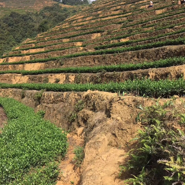 武夷岩茶500g包邮 正岩肉桂 茶农直销