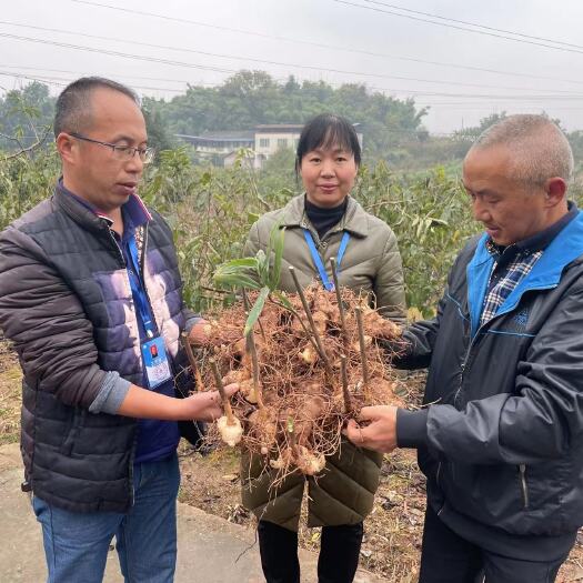 仁寿县黄精种苗  规格有0.8毛，1元，1.3元，1.5元供你选择