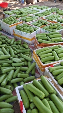 徐闻县瓠瓜 
